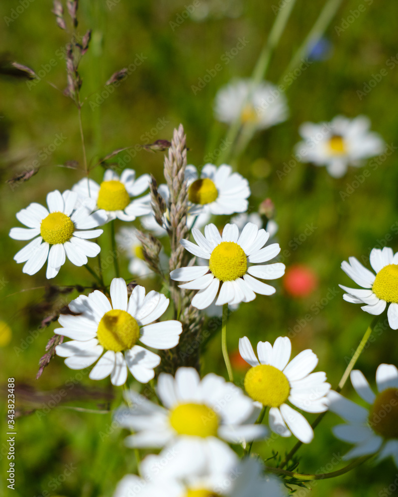 Blumenwiese 