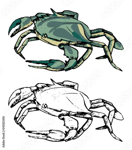 Drawing of swimming crab Portunidae. Set of contour and color elements isolated on white. Hand drawn vector illustration in vintage, realistic, engraving style. For design, decor, card, print, sticker