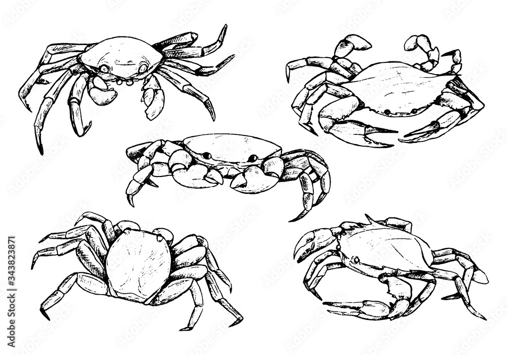 Fototapeta premium Collection of crabs isolated in white. Hand drawn vector illustration. Realistic black ink sketches of sea wild animals. Set of vintage graphic design elements for poster, print, postcard, stickers.