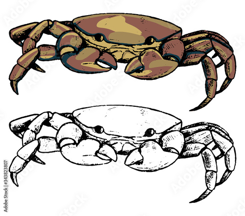 Drawing of land crab. Set of contour and color elements isolated on white. Hand drawn vector illustration in vintage, realistic, engraving, sketch style for design, decor, card, print, sticker, poster