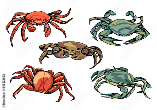 Collection of crabs isolated in white. Hand drawn vector illustration. Realistic colors ink sketches of sea wild animals. Set of vintage graphic design elements for poster, print, postcard, stickers.