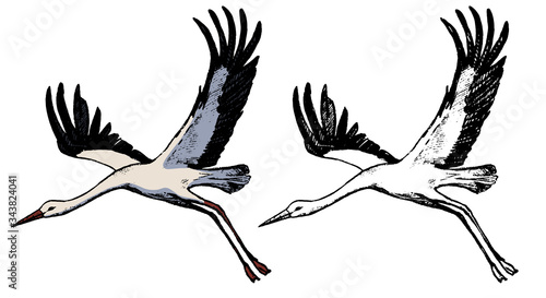 Drawing of flying stork. Realistic sketch of wild bird crane. Hand drawn vector illustration in vintage, engraving style. Set of contour and color element isolated on white, for design, decor, prints.