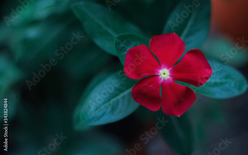 Natural Colors