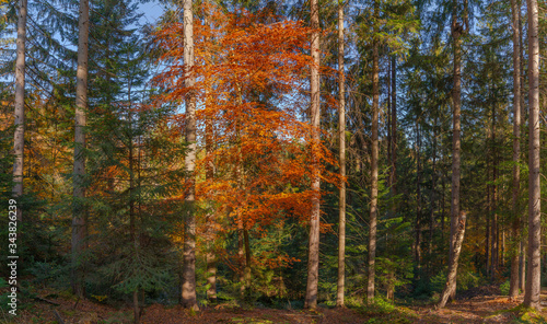 Autumn forest trees thicket in the mountains