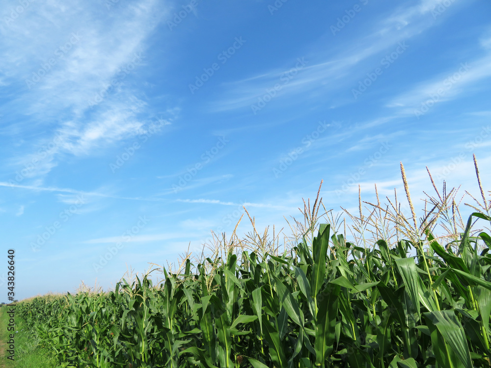 Fototapeta premium Corn field against blue sky and white clouds. Young corn stalks with cobs, green plants, agricultural industry in summer