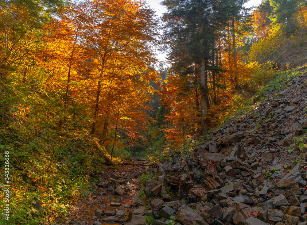 Autumn forest trees thicket in the mountains Autumn forest trees thicket in the mountains