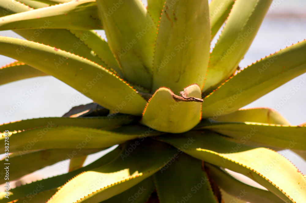 Aloe, Coffee Bay, Eastern Cape, South Africa Aloe, Coffee Bay, Eastern Cape, South Africa
