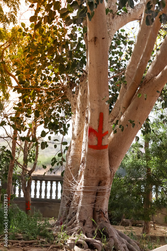 Sacred tree pipla,bo tree,Bodhi tree in the temple, Ficus religiosa Linn,Hinduism sacred pipal tree,sacred Fig Tree,Pipal Tree, Bohhi Tree,Peepul.selective focus photo