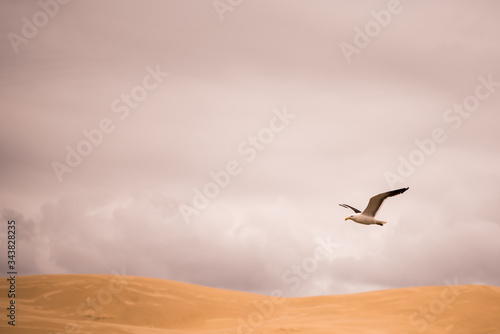 seagull in the sky © Ronel