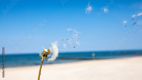 dandelion on the beach