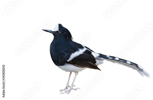 Northern White-crowned Forktail bird on white background. photo