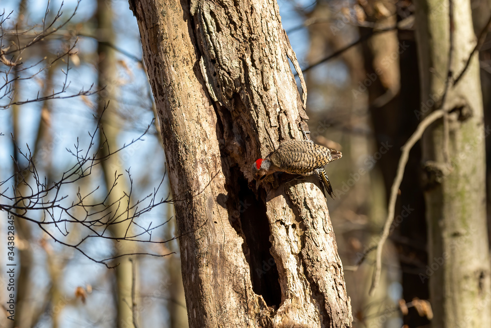 Bird. The northern flicker in spring. Natural scene from state park of Wisconsin. Bird. The northern flicker in spring. Natural scene from state park of Wisconsin.