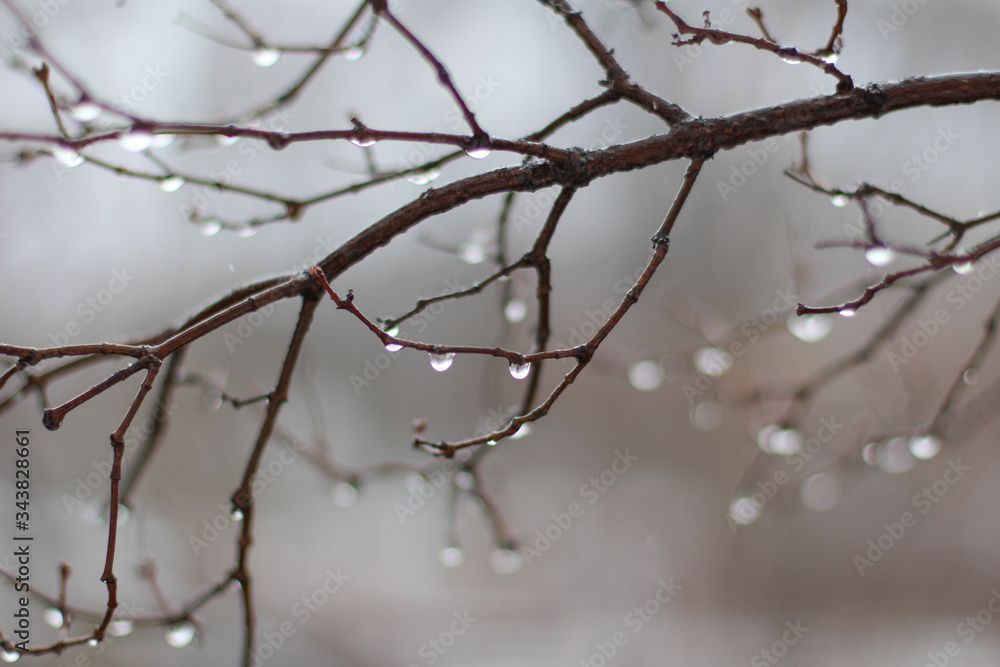 Tree branch with drops of water in spring Tree branch with drops of water in spring