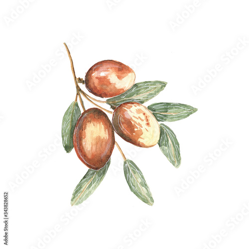 Photos Illustration watercolor jujube on white background