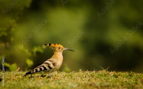Hoopoe