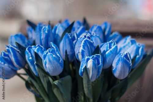 
Blue tulips close-up on a light background