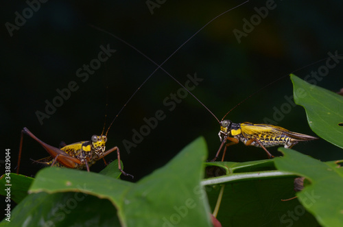 macro image of beautiful crickets - Nisitrus vittatus © simonshim