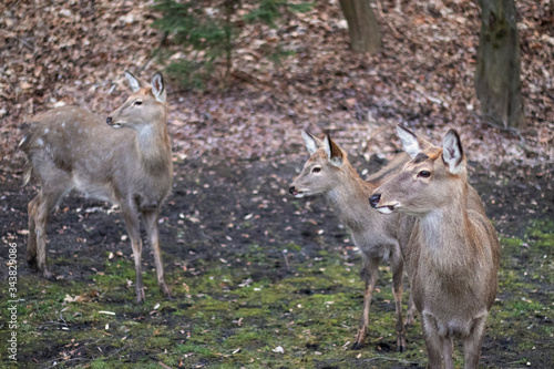 Fototapeta Naklejka Na Ścianę i Meble -  Three young deer look left in front of the background of a blurry forest. Realism style photo taken close-up for your design.
