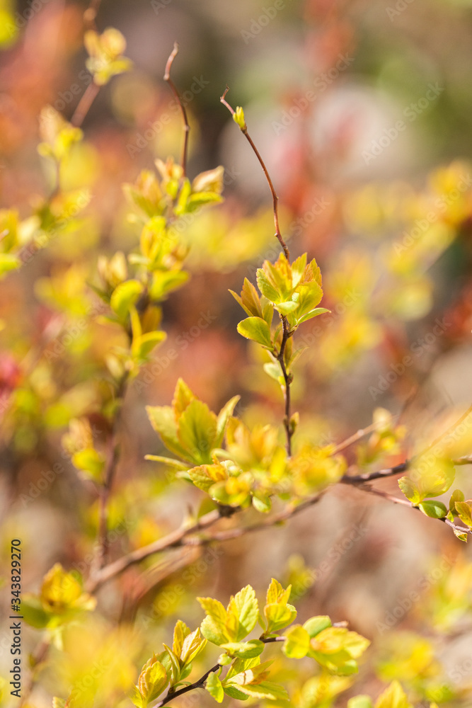 Spring branches of bushes with young leaves Spring branches of bushes with young leaves
