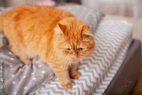 Red cat on bed of young couple in bedroom © Maksymiv Iurii