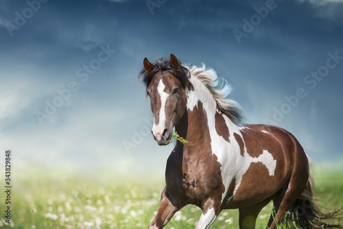 Pinto horse with long mane run gallop close up on green spring flowers meadow