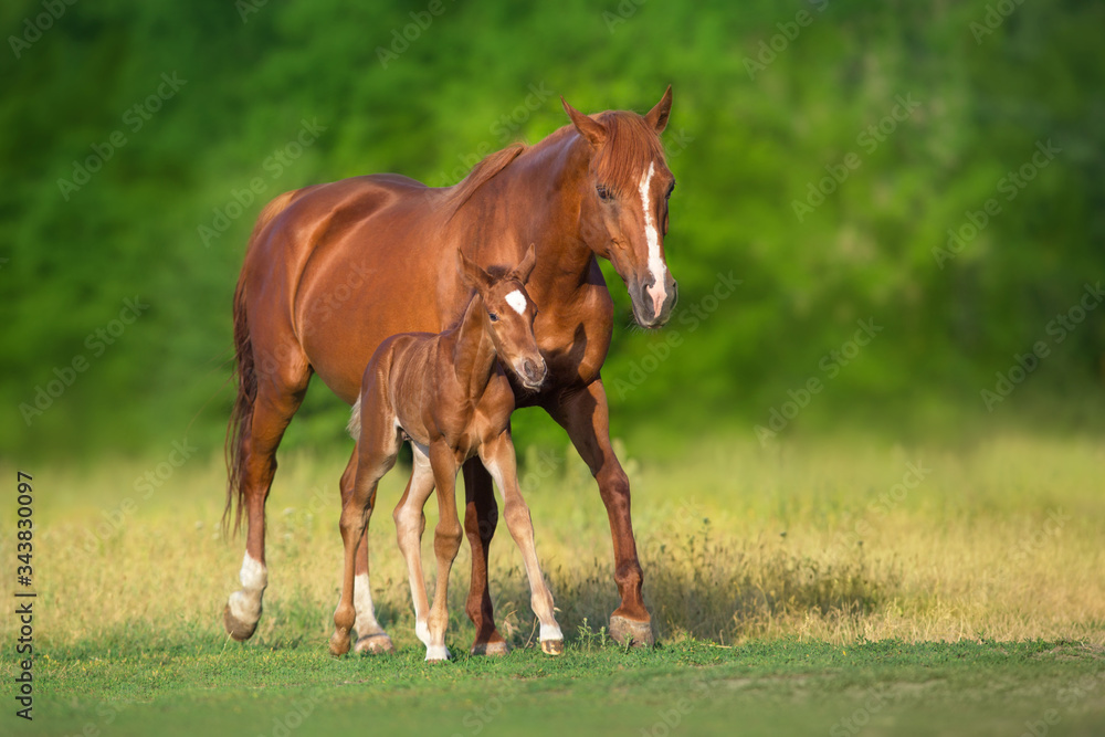 Red mare and foal grazing on spring green meadow Red mare and foal grazing on spring green meadow