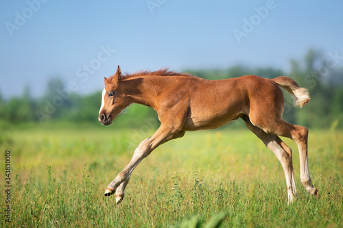 Beautiful red foal run and fun on spring green field