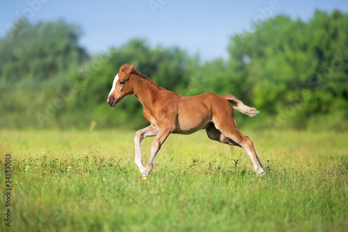 Beautiful red foal run and fun on spring green field