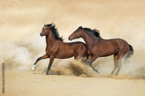 Two horse play with dog in sandy dust