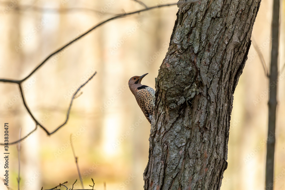 Bird. The northern flicker in spring. Natural scene from state park of Wisconsin. Bird. The northern flicker in spring. Natural scene from state park of Wisconsin.