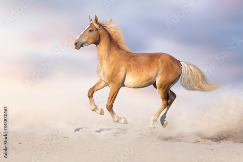 Palomino horse free run in sandy dust