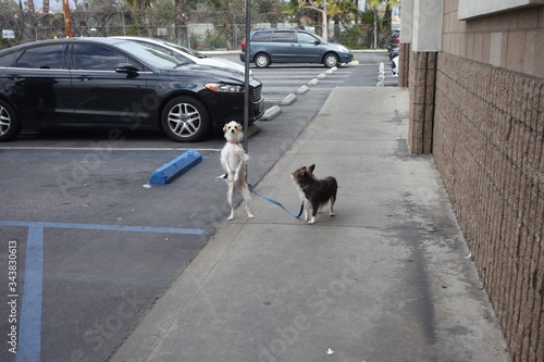 Two cute chihuahua poodles waiting outside a store