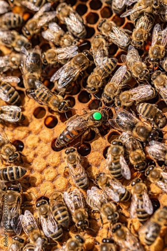 Markierte Bienenkönigin mit Drohne und Arbeitsbienen auf Waben einer Bienebeute mit Honigbienen © Robert Windbiel