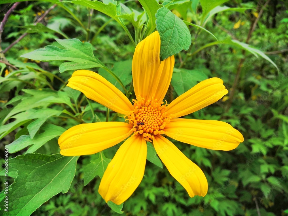 Yellow Flower Yellow Flower
