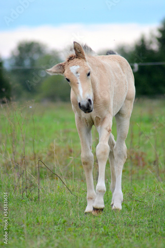 Little funny foal in the meadow