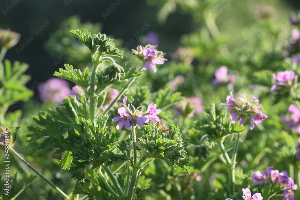 geranium