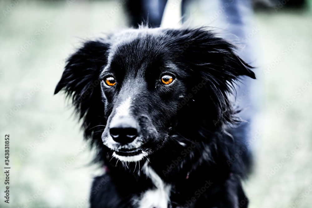 Fototapeta premium black and white dog
