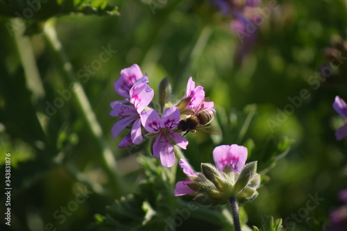 flower with bee