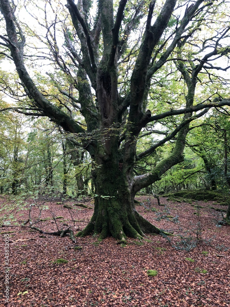 old oak tree old oak tree