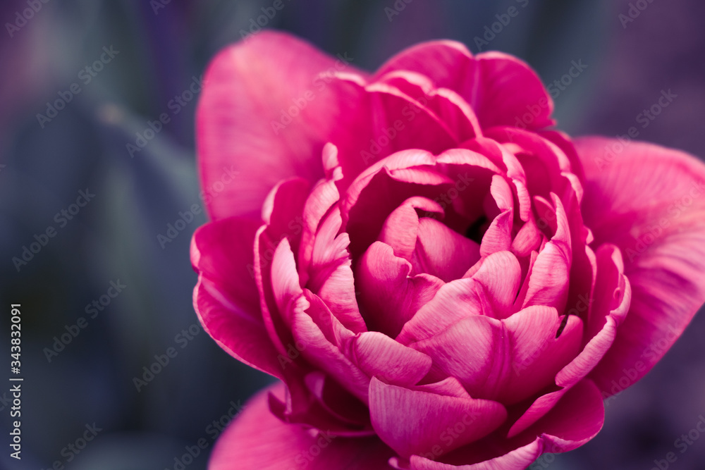 beautiful blooming pink tulip in spring close-up beautiful blooming pink tulip in spring close-up