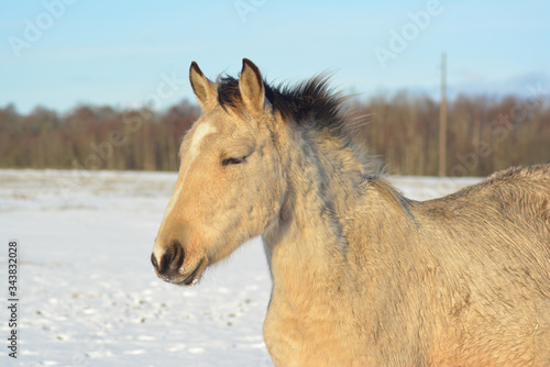 Horse enjoying snowy and sunny winter day