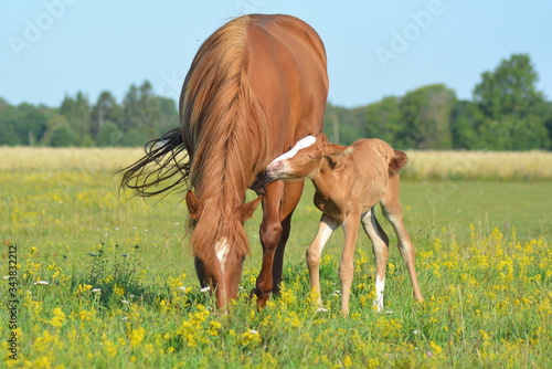 Little horse foal enjoying sunny summer day