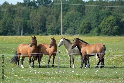 Horses looking in the summer meadow