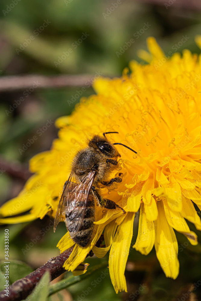 Biene - Honigbiene auf einer gelben Blüte in einer Blumenwiese sammelt Nektar und Pollen Biene - Honigbiene auf einer gelben Blüte in einer Blumenwiese sammelt Nektar und Pollen