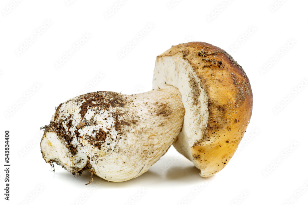 Big fresh boletus isolated on a white background Big fresh boletus isolated on a white background
