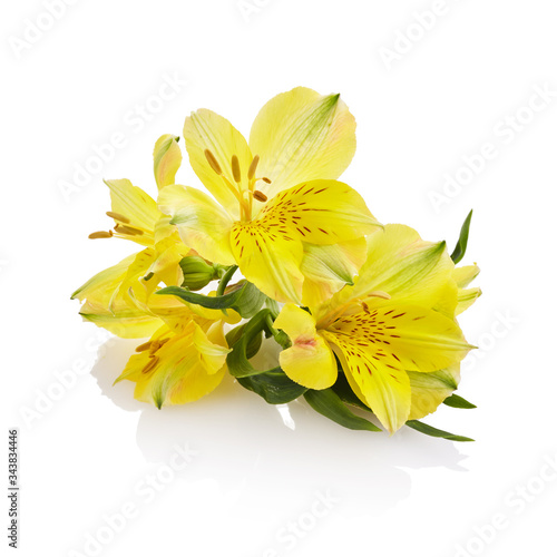Yellow flowers isolated on white background. Floral background