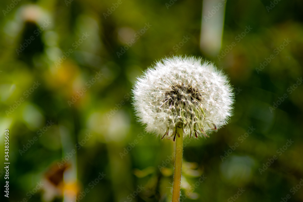 Pusteblume Pusteblume