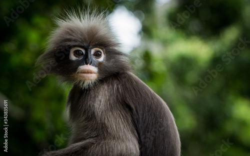 Portrait of Dusky Monkey looking to the left