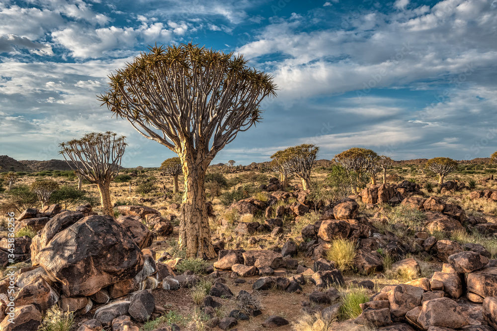 Quiver Tree or Kokerboom Forest near Keetmanshoop, Namibia, Africa Quiver Tree or Kokerboom Forest near Keetmanshoop, Namibia, Africa