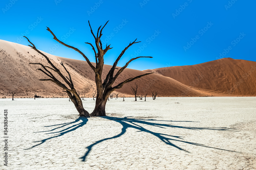 Camel Thorn Trees, Deadvlei, Sossusvlei, Namib-Naukluft National Park, Namibia Camel Thorn Trees, Deadvlei, Sossusvlei, Namib-Naukluft National Park, Namibia